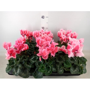 Cyclamen GR 'Halios Curly Litchi'