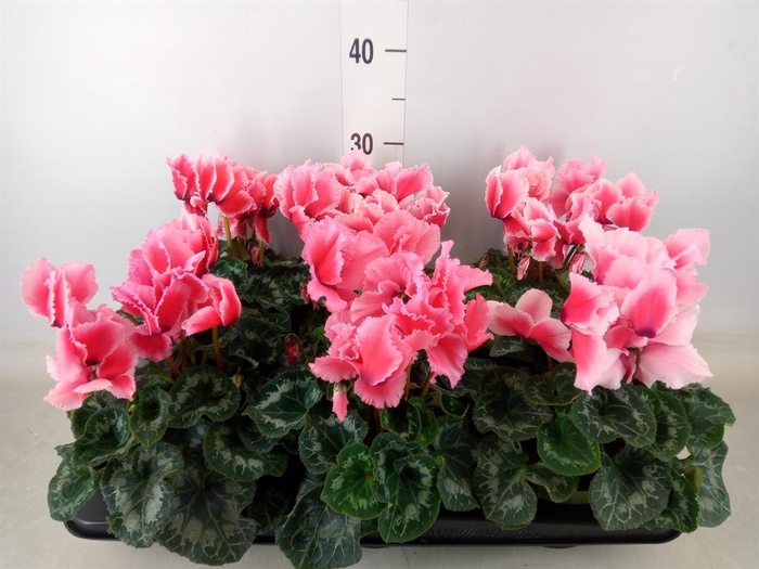 <h4>Cyclamen GR 'Halios Curly Litchi'</h4>