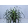 BEAUCARNEA P17