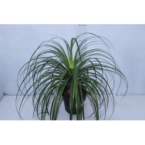 BEAUCARNEA P17
