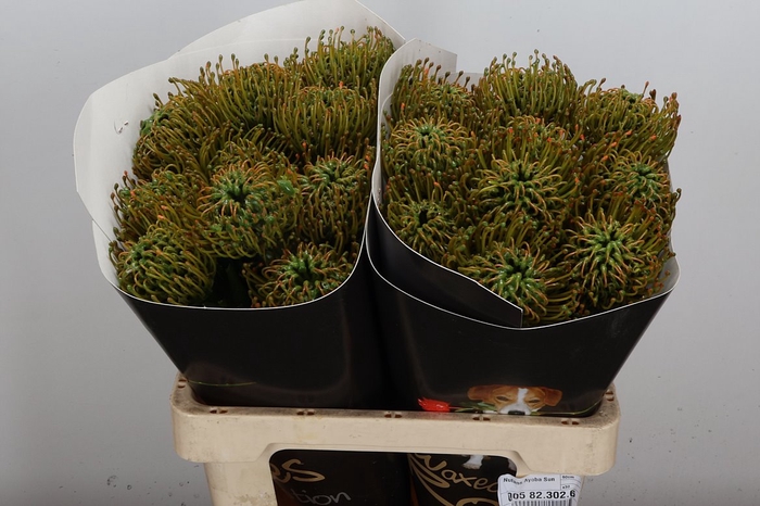 <h4>Protea Leuco Ov</h4>