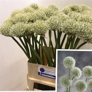 ALLIUM WHITE GIANT