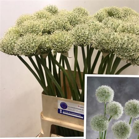ALLIUM WHITE GIANT
