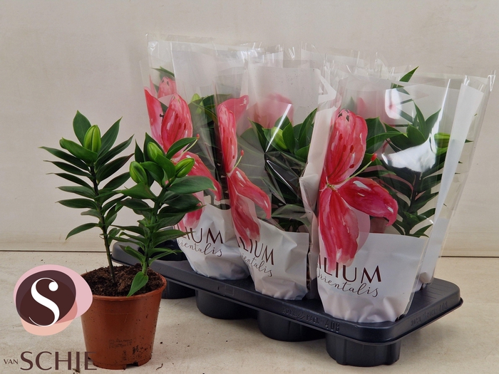 <h4>LIL OR SOUVENIR</h4>