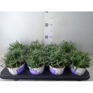 Lavandula angus. 'Hidcote'