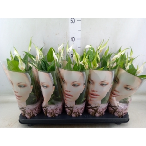 Spathiphyllum  'Korto'