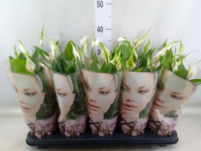 <h4>Spathiphyllum  'Korto'</h4>