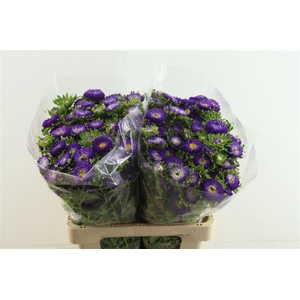 Callis Mats D Blauw
