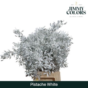 Pistache L45 White