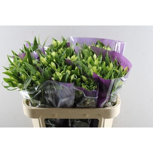 Alstr Annabelle (wit)