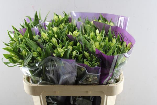 <h4>Alstr Annabelle (wit)xx</h4>