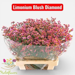 LIMONIUM SIN BLUSH DIAMOND LIM SIN