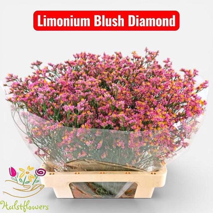 <h4>LIMONIUM SIN BLUSH DIAMOND LIM SIN</h4>
