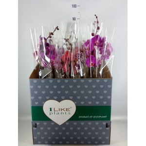 Phalaenopsis   ...mix