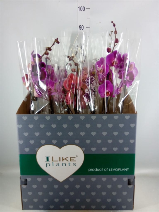 <h4>Phalaenopsis   ...mix</h4>