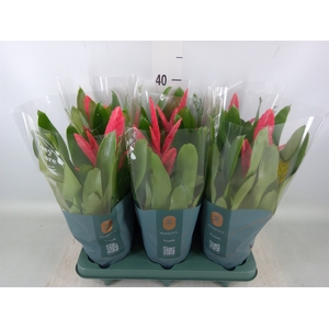 Vriesea  'Intenso Pink'