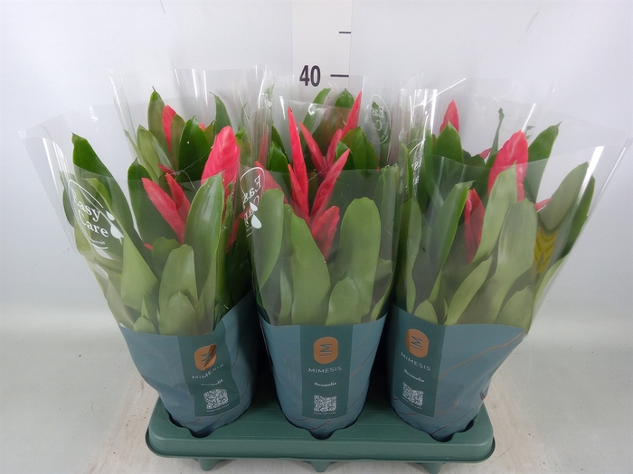 <h4>Vriesea  'Intenso Pink'</h4>