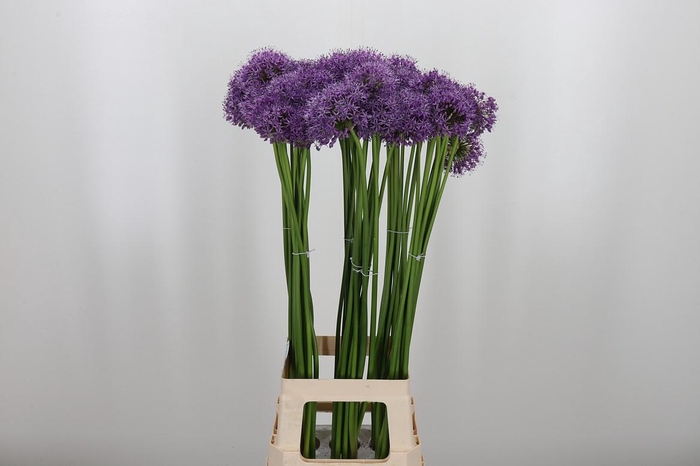 <h4>Allium Gladiator</h4>