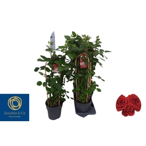 ROSA FL GRAND SELECT