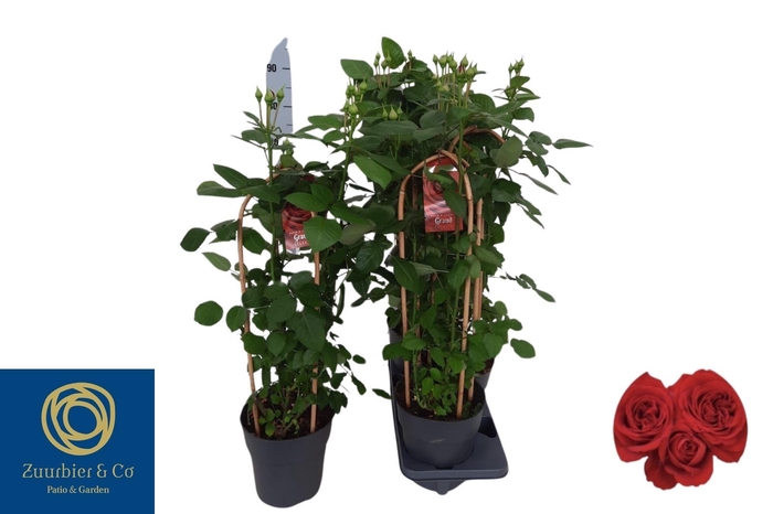 <h4>ROSA FL GRAND SELECT</h4>