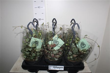 <h4>Ceropegia Woodii Sup Hangpotten</h4>