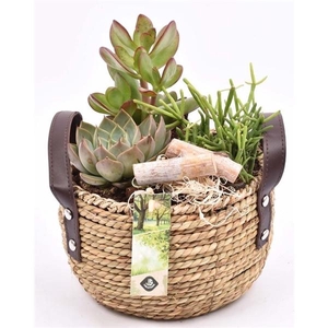 Arrangementen succulenten 6%