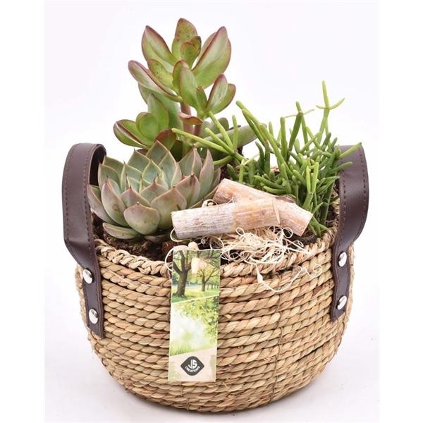 <h4>Arrangementen succulenten 6%</h4>