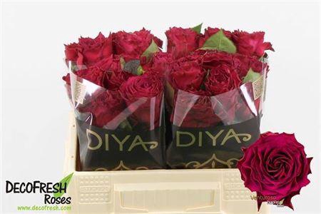 <h4>R Gr Venturoso</h4>