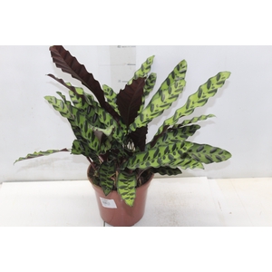 CALATHEA INSIGNIS P17