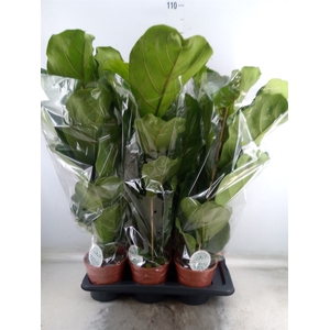 Ficus lyrata