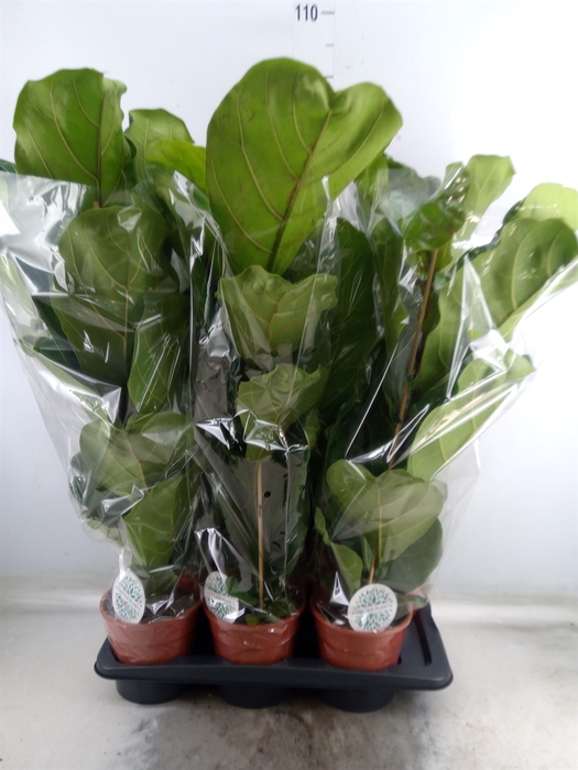 <h4>Ficus lyrata</h4>