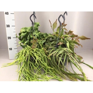 Rhipsalis   ...mix