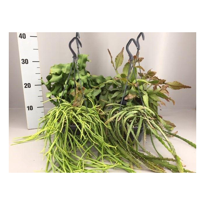 <h4>Rhipsalis   ...mix</h4>