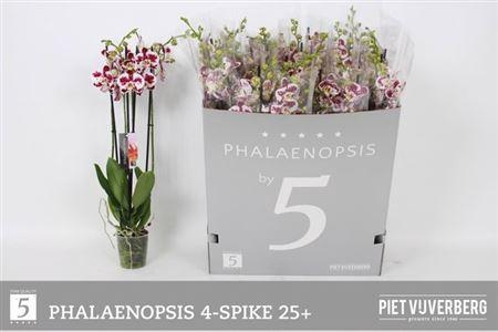 <h4>Phal Ov Wit</h4>