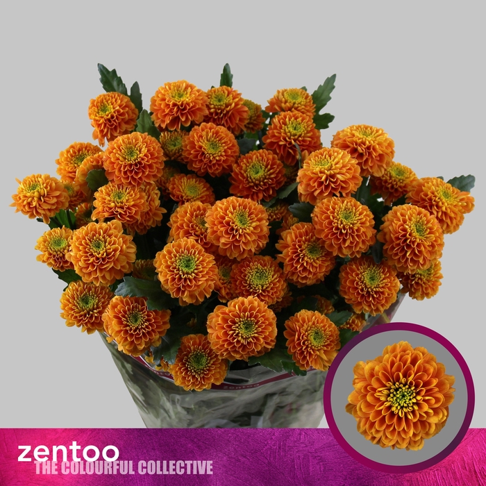 <h4>Chrysanthemum Indicum Grp tros Lionking</h4>
