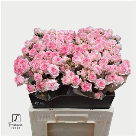 <h4>R Tr Kate-lynn</h4>