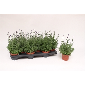 Lavandula Ang. Blue 10,5