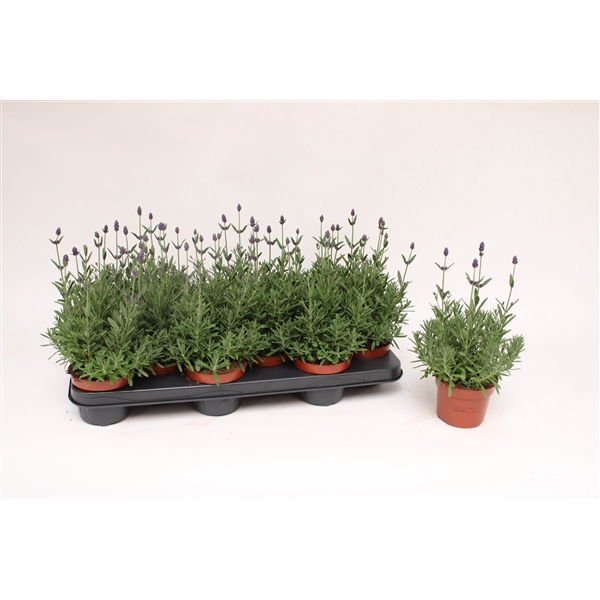 <h4>Lavandula Ang. Blue 10,5</h4>
