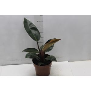 PHILODENDRON ROJO CONGO P17