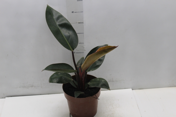 <h4>PHILODENDRON ROJO CONGO P17</h4>