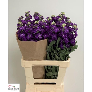 MATTH IRON PURPLE