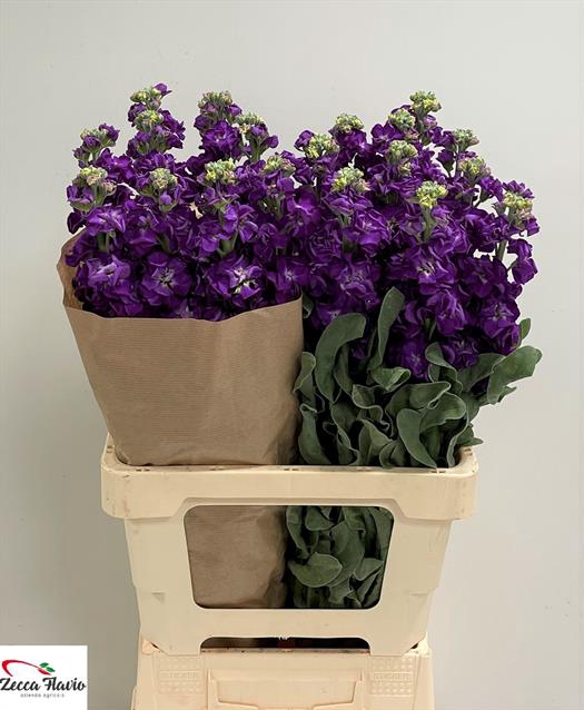 MATTH IRON PURPLE
