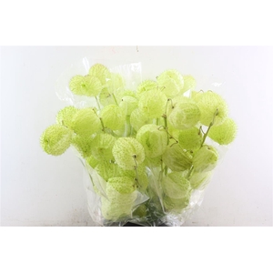 Asclepia Moby Dick Super P Bunch