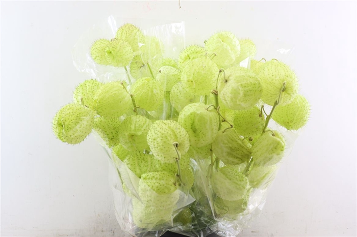 <h4>Asclepia Moby Dick Super P Bunch</h4>