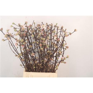 Viburnum Bodn Ch Lamont