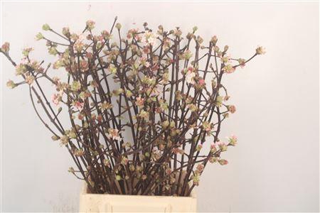 <h4>Viburnum Bodn Ch Lamont</h4>