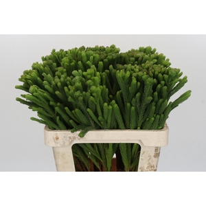 Kaaps Groen Albigreen