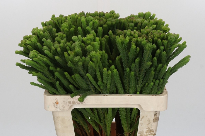 <h4>Kaaps Groen Albigreen</h4>