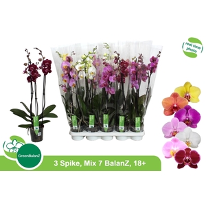 PHAL GEM 7 KL
