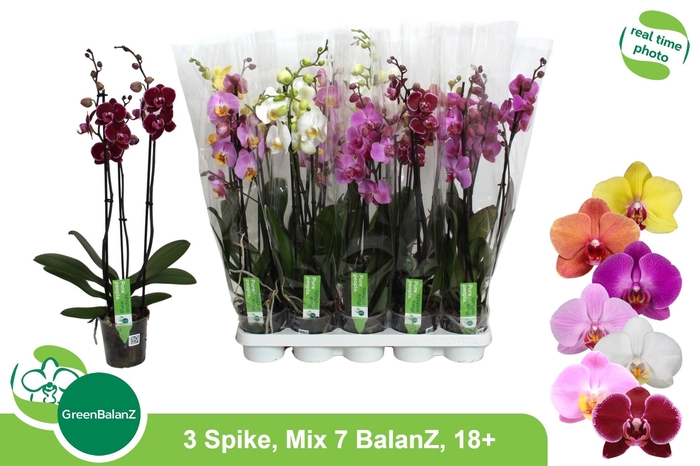 <h4>PHAL GEM 7 KL</h4>